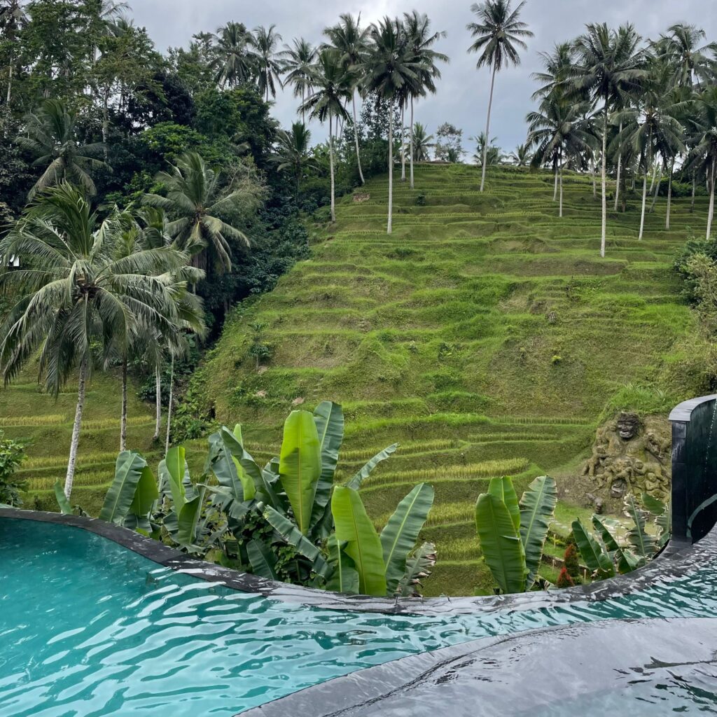 Ubud rice fields