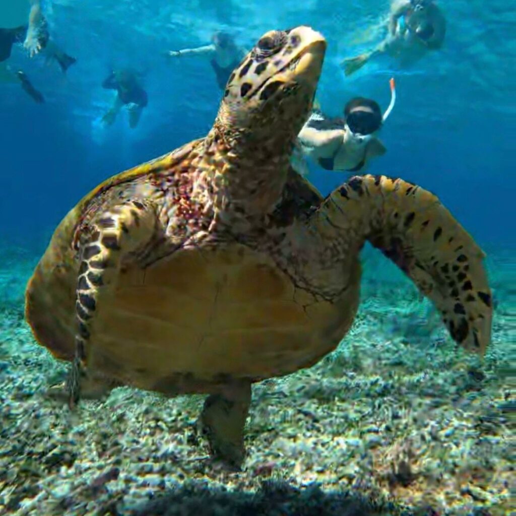 Turtle diving